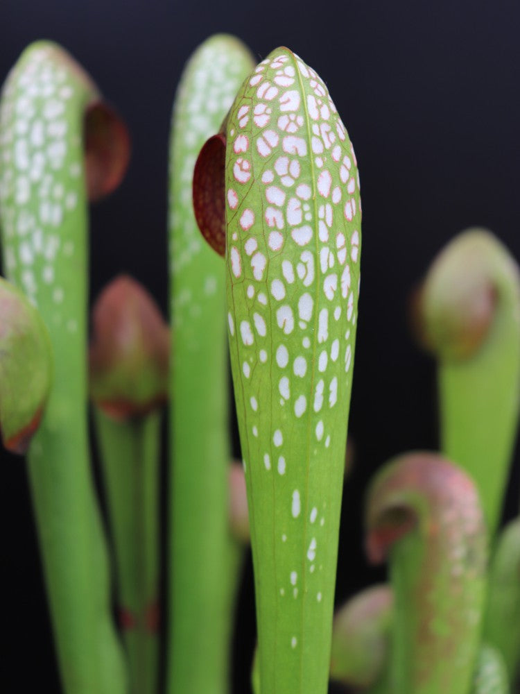 Sarracenia minor var. okefenokeensis "Giant" AA