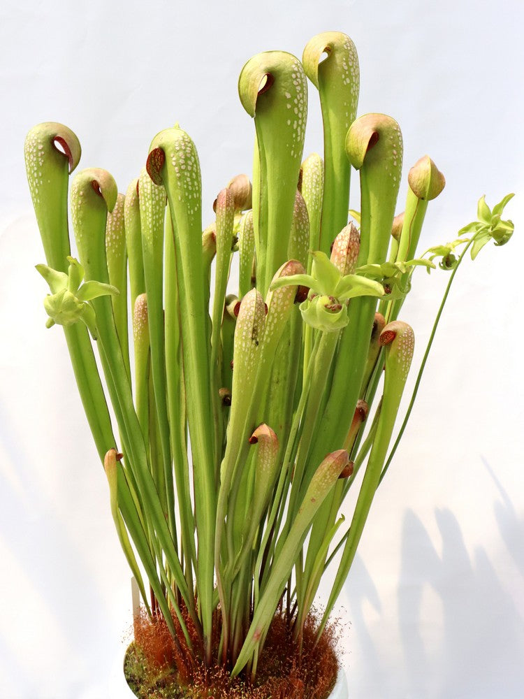 Sarracenia minor var. okefenokeensis "Giant" AA