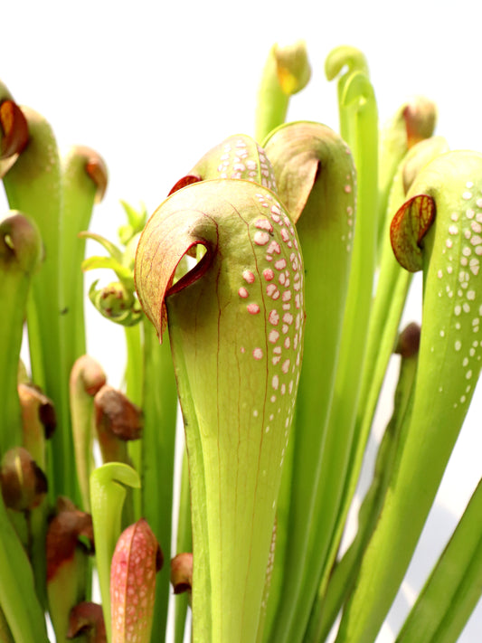 Sarracenia minor var. okefenokeensis  Chesser Island, Georgia