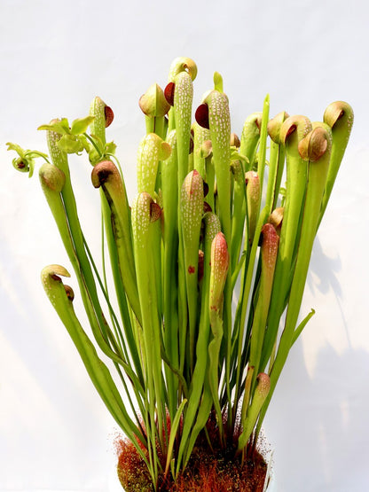 Sarracenia minor var. okefenokeensis "Giant" AA