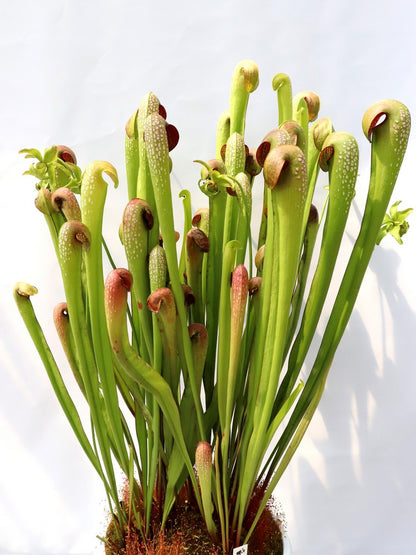 Sarracenia minor var. okefenokeensis "Giant" AA