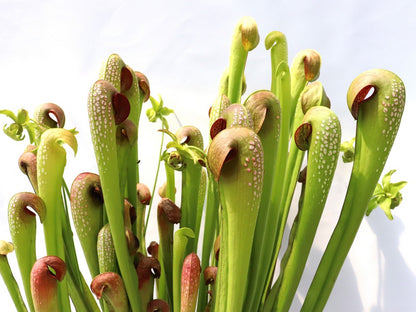 Sarracenia minor var. okefenokeensis "Giant" AA