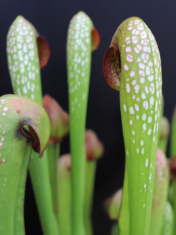 Sarracenia Minor var. okefenokeensis „Giant“ x SELBST