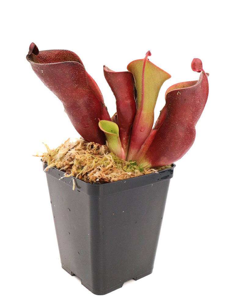 Heliamphora Minor var. pilosa Klon 9 AW