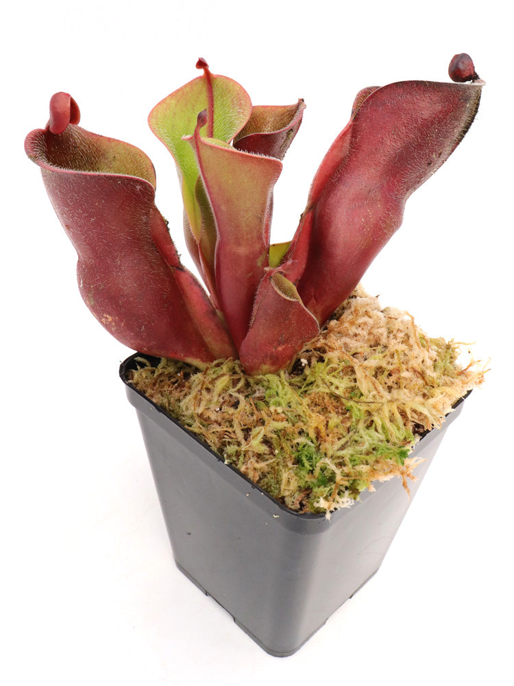 Heliamphora Minor var. pilosa Klon 9 AW