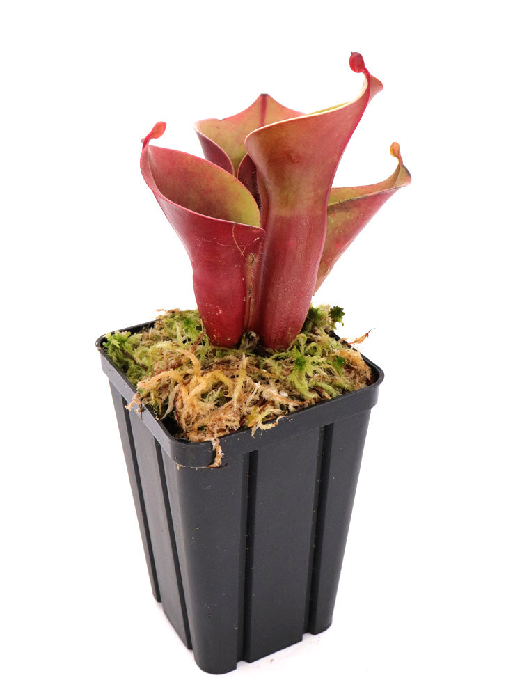 Heliamphora minor   Selection A   AW