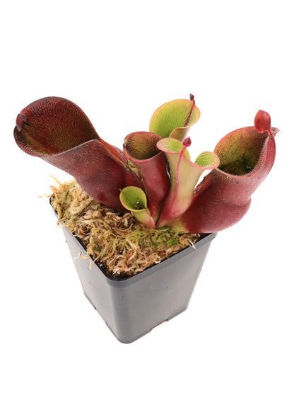 Heliamphora Minor var. pilosa Auyan Tepui