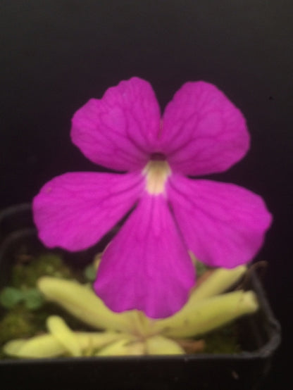 Pinguicula moctezumae x emarginata