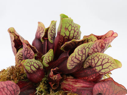 PV3 GC Sarracenia purpurea ssp. venosa var. montana "Red"