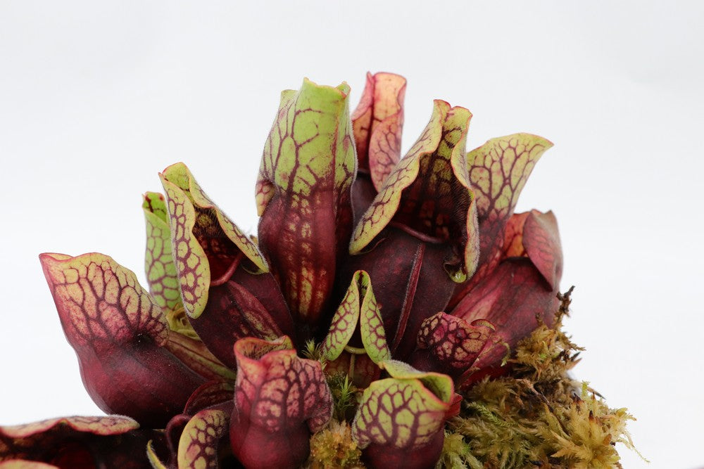 PV3 GC Sarracenia purpurea ssp. venosa var. montana "Red"