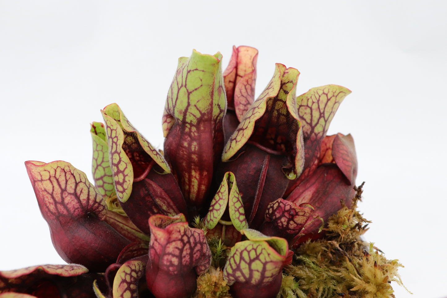 PV3 GC Sarracenia purpurea ssp. venöse Var. Montana „Rot“