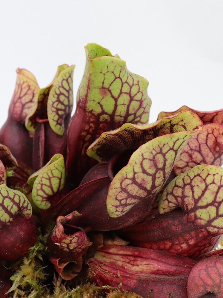 PV3 GC Sarracenia purpurea ssp. venosa var. montana "Red"