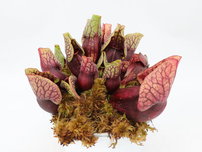 PV3 GC Sarracenia purpurea ssp. venosa var. montana "Red"