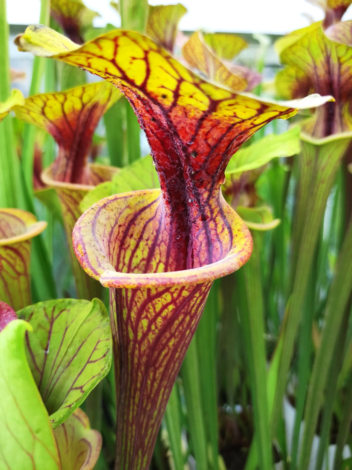 Sarracenia flava var. ornata Miramar