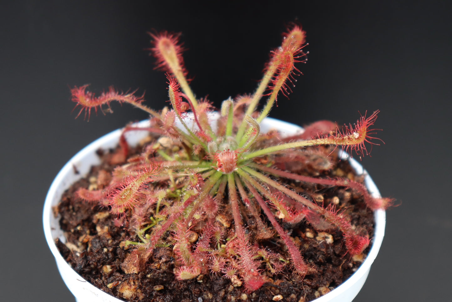 Drosera neocaledonica x oblanceolata