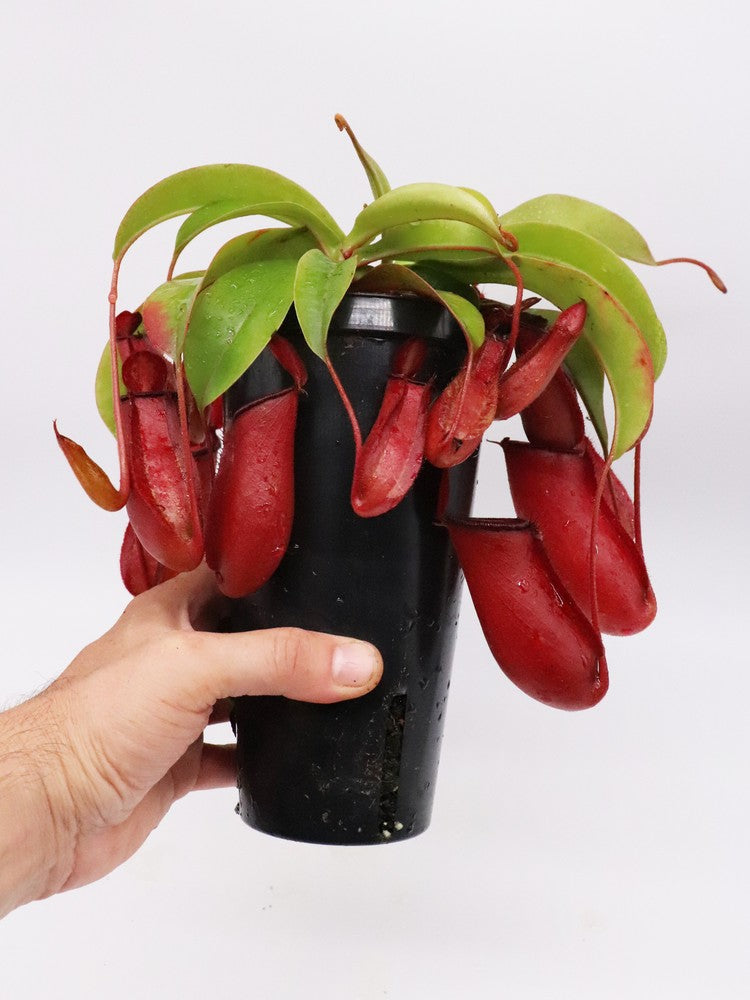 Nepenthes "Bloody mary" in vaso alto
