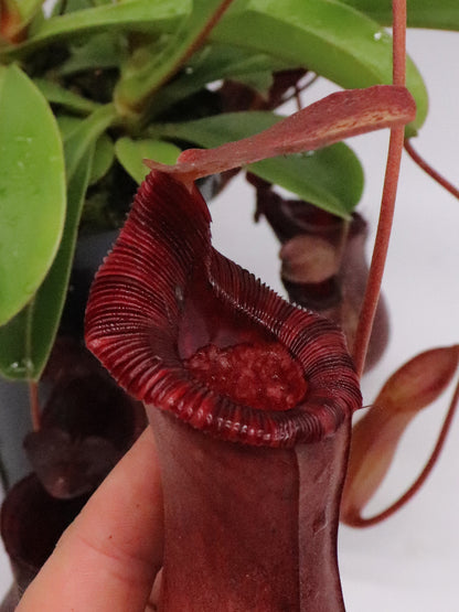 Nepenthes x "Briggsiana"  Lowii x ventricosa