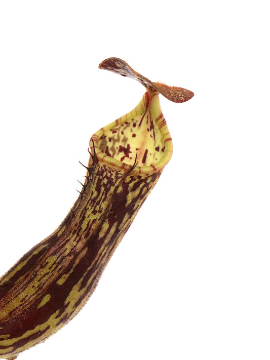 Nepenthes fallax  Bareo, Borneo