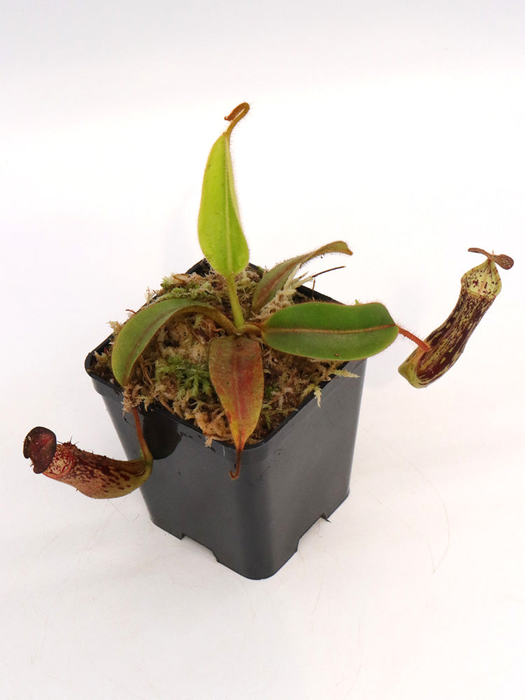 Nepenthes reinwardtiana Red form, Bario, Kelabit Highlands, Borneo