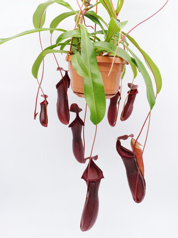 Nepenthes "Bill Bailey"