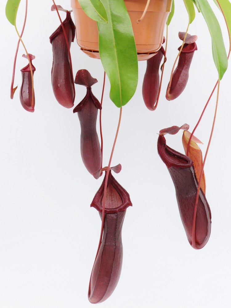 Nepenthes "Bill Bailey"