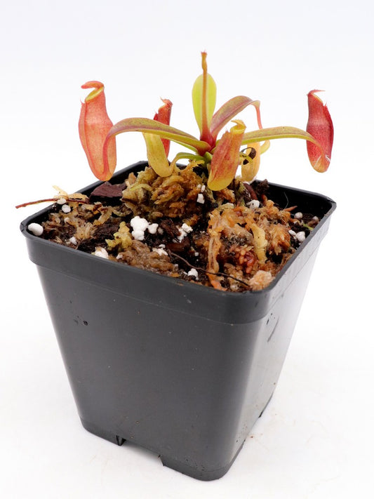 Nepenthes dubia