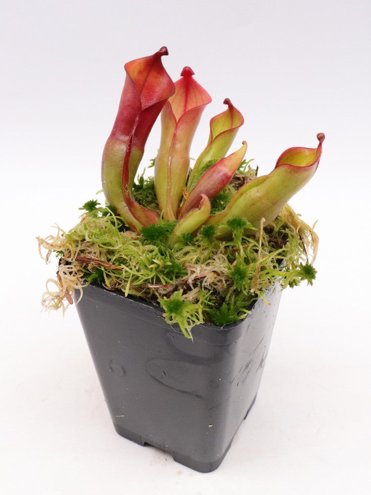 Heliamphora nutans  Kukenan Tepui