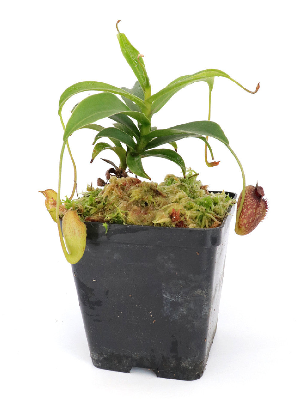 Nepenthes aristolochioides