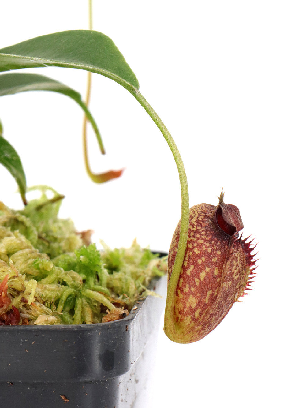 Nepenthes aristolochioides