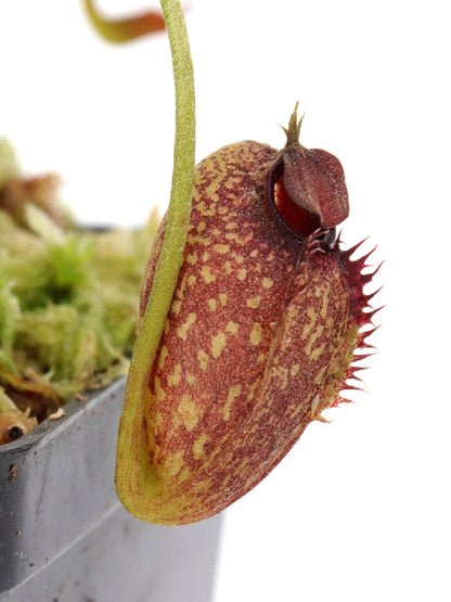 Nepenthes aristolochioides