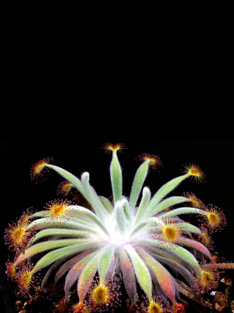 Drosera aff. ordensis Theda Station, Kimberley, AU