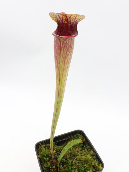 Sarracenia oreophila Marsure-Klon