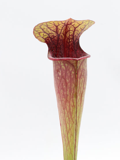 Sarracenia oreophila Marsure-Klon