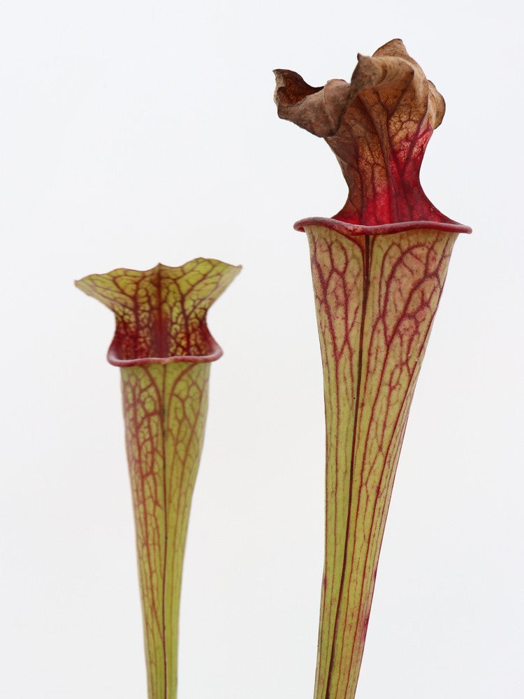 Sarracenia oreophila  Boaz ,Marshall County, AL O3B MK