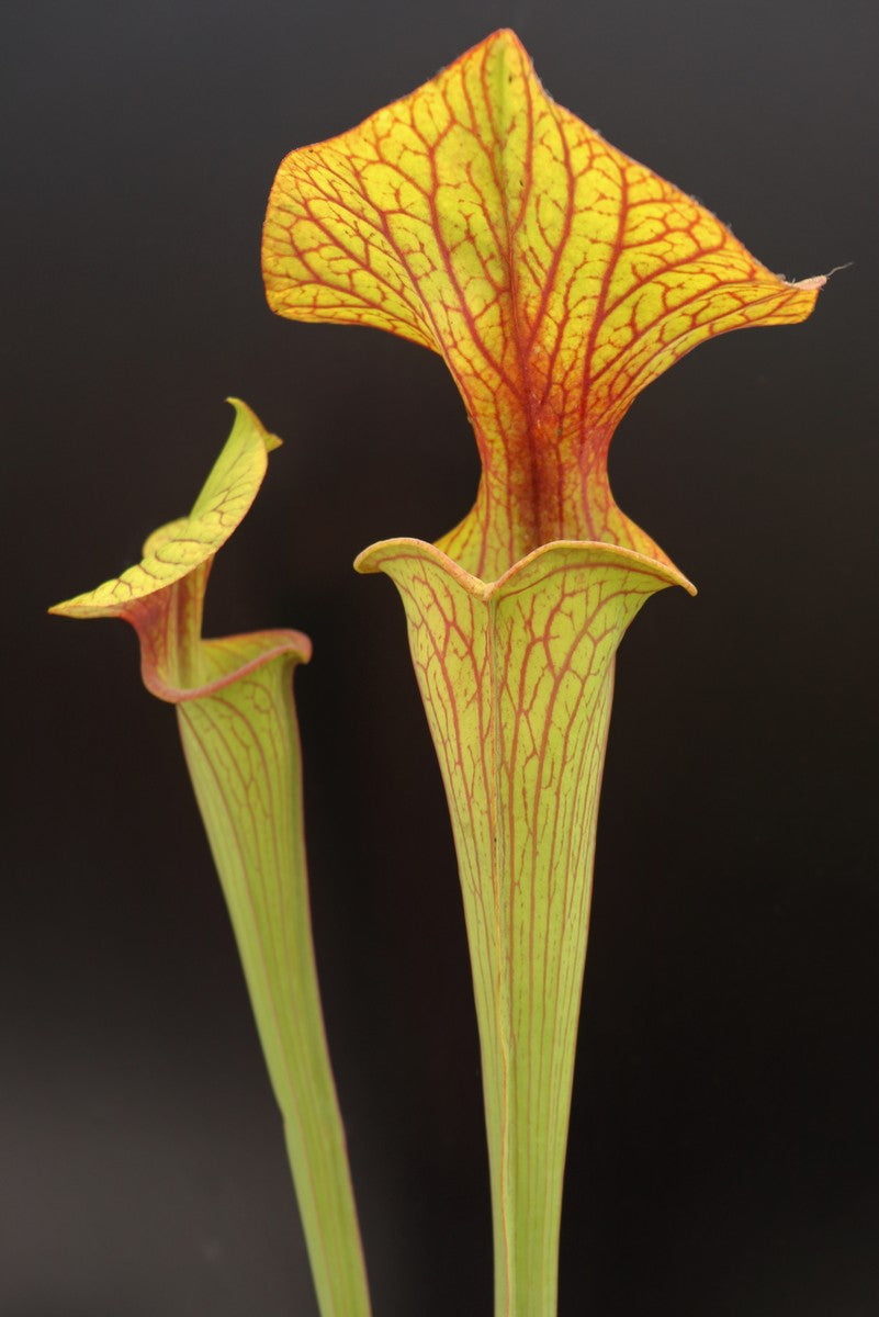 Sarracenia flava var. ornata Apalachicola-Nationalpark (Ermacora)