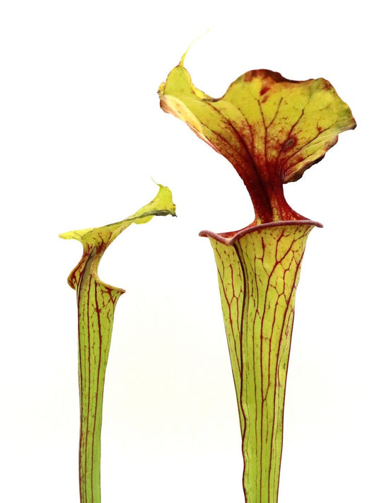 Sarracenia flava var. rugelii F53 MK Milton,FL