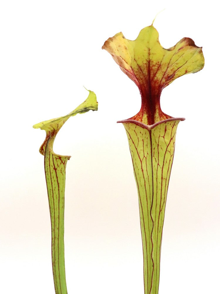 Sarracenia flava var. rugelii F53 MK Milton, FL