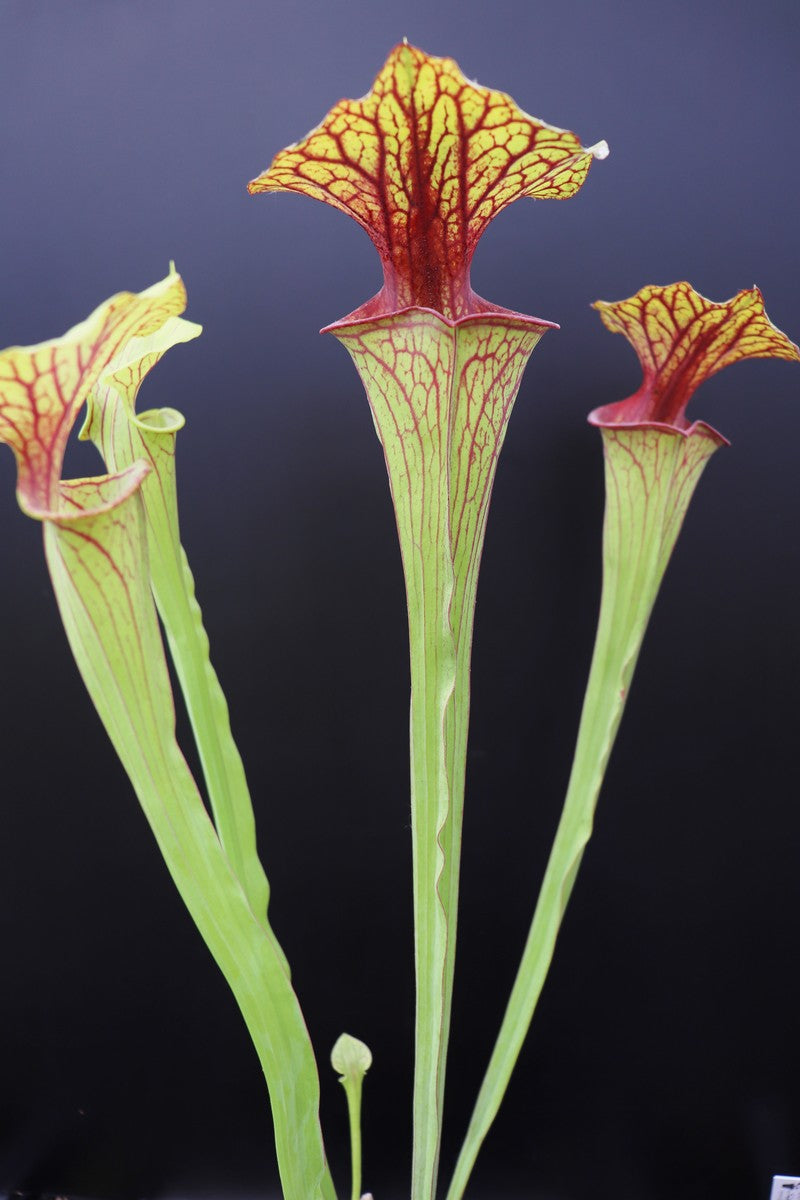 Sarracenia flava var. ornata "Strong veined"  D.Svarc