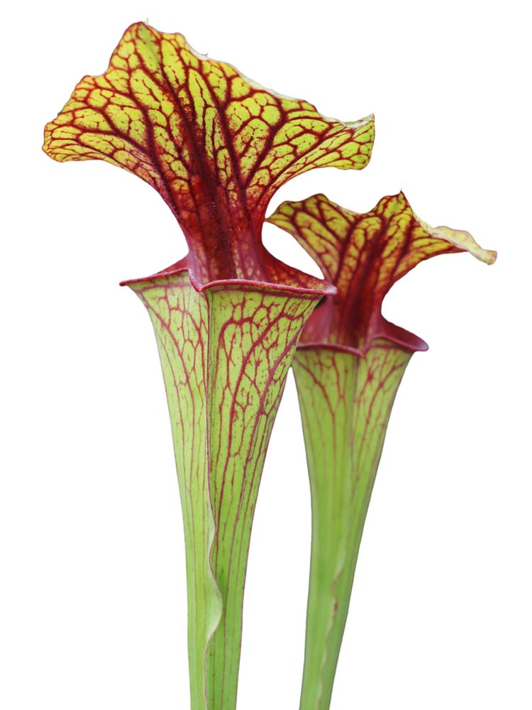 Sarracenia flava var. ornata „Stark geädert“ D.Svarc