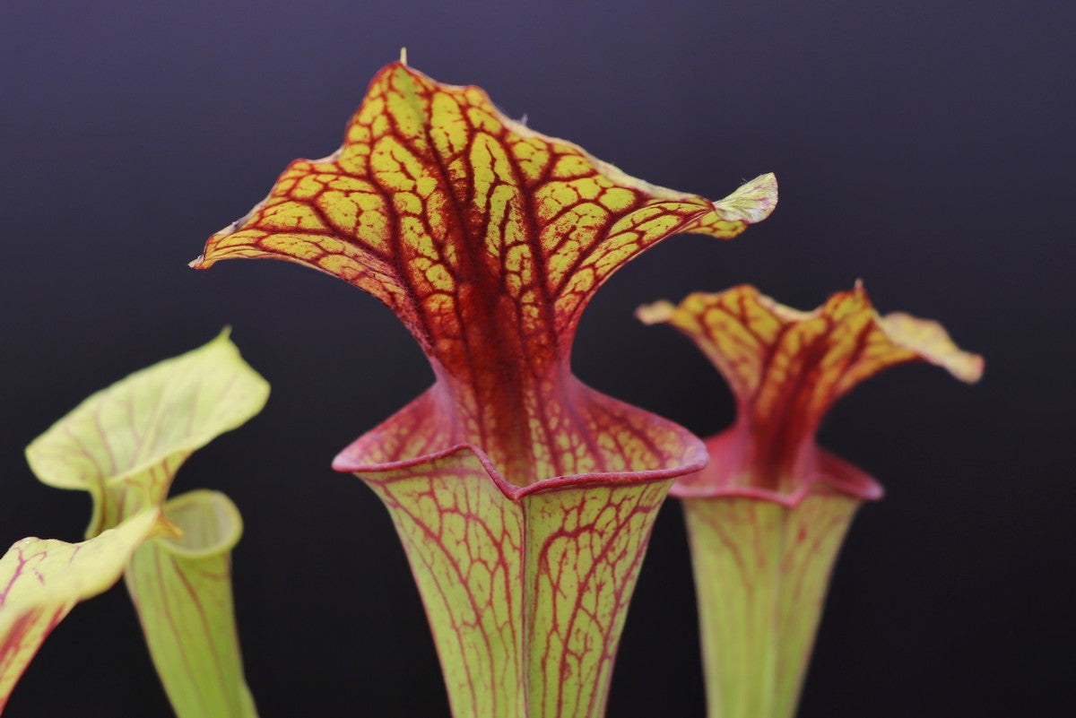 Sarracenia flava var. ornata "Strong veined"  D.Svarc