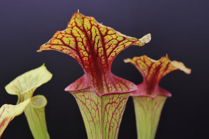 Sarracenia flava var. ornata „Stark geädert“ D.Svarc