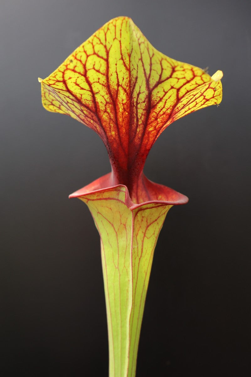 Sarracenia flava var. ornata  Apalachicola National Park  (Alexa)