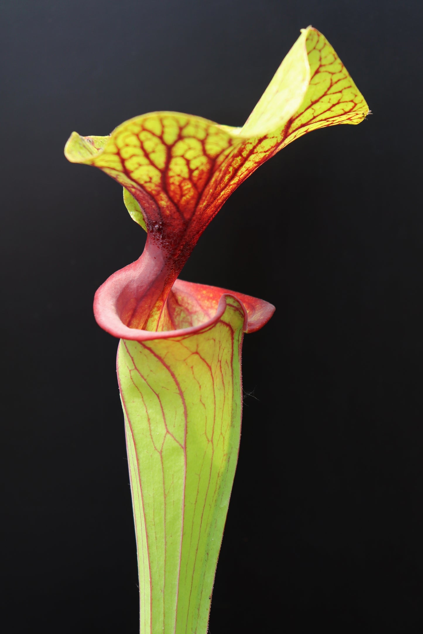 Sarracenia flava var. ornata  Apalachicola National Park  (Alexa)