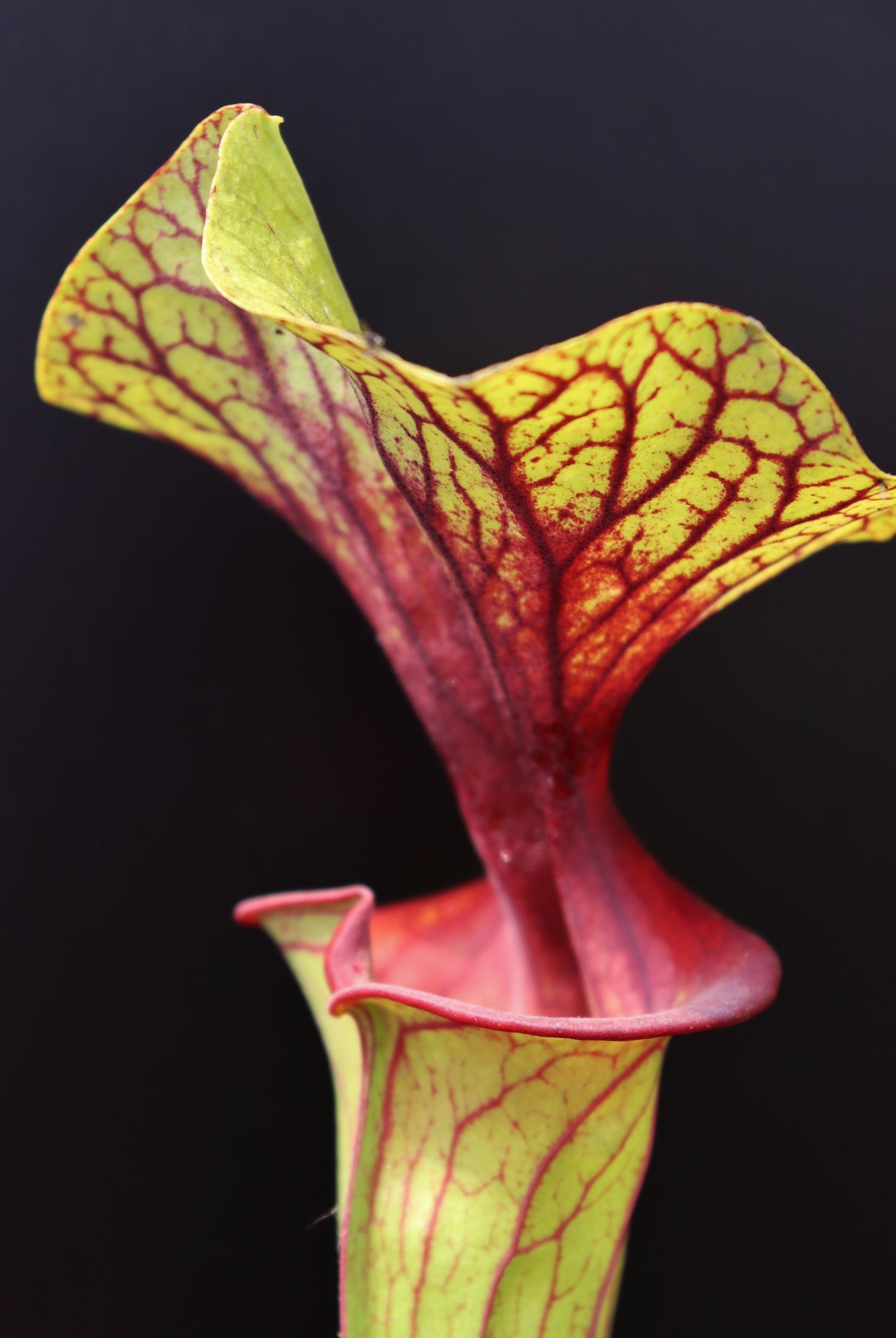 Sarracenia flava var. ornata  Apalachicola National Park  (Alexa)