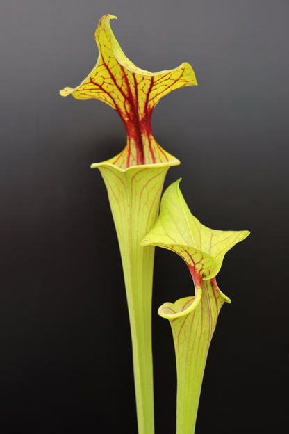 Sarracenia flava var. ornata  F272 MK Walton Co., FL