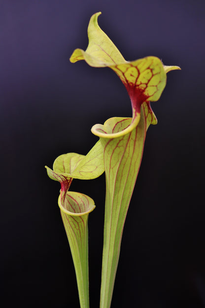 Sarracenia flava var. ornata  F272 MK Walton Co., FL