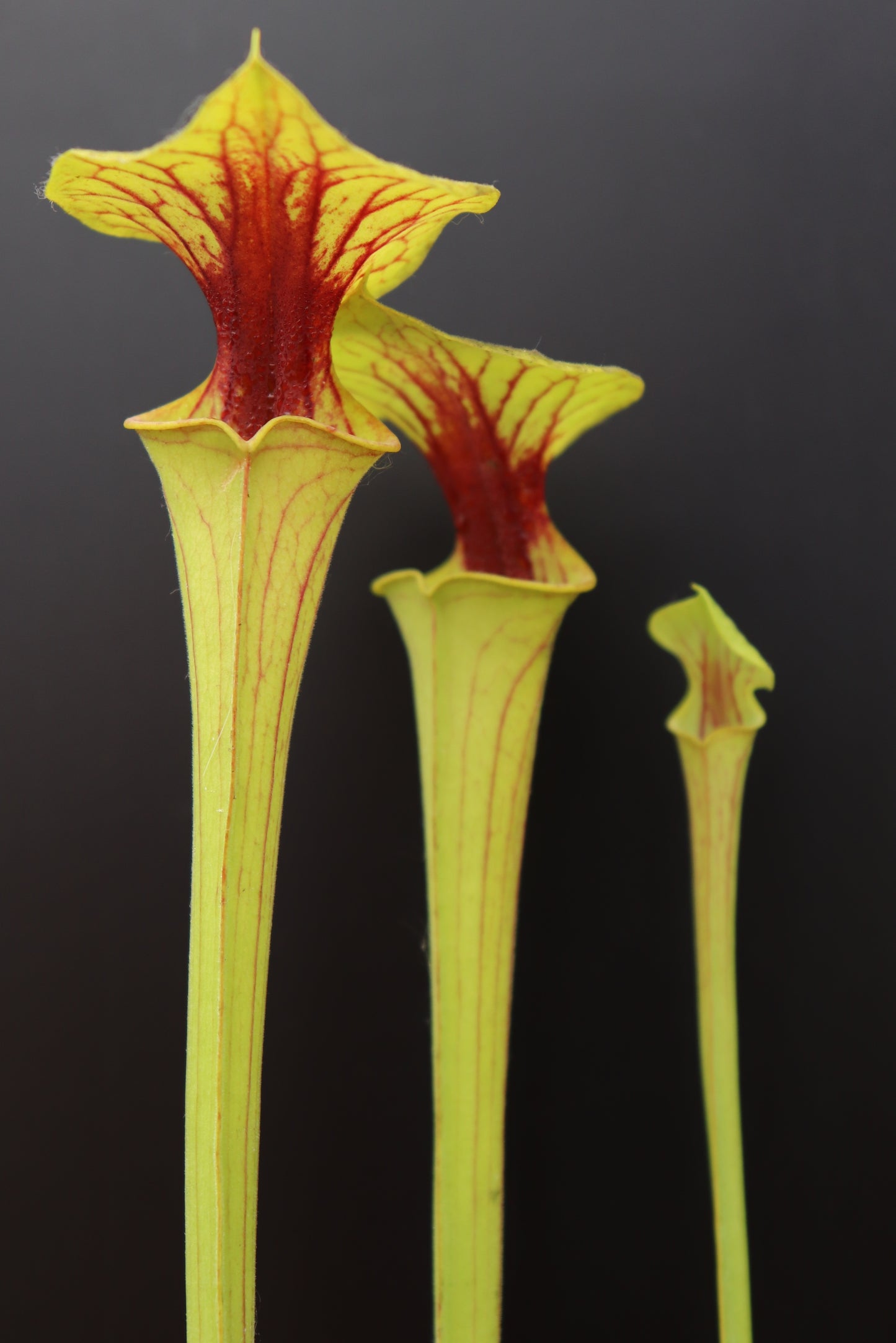 Sarracenia flava var. ornata "Very strong throat patch"  Wewahitcka Fl. F39 MK