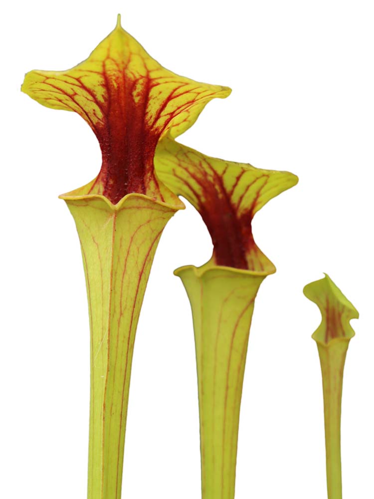 Sarracenia flava var. ornata "Very strong throat patch"  Wewahitcka Fl. F39 MK