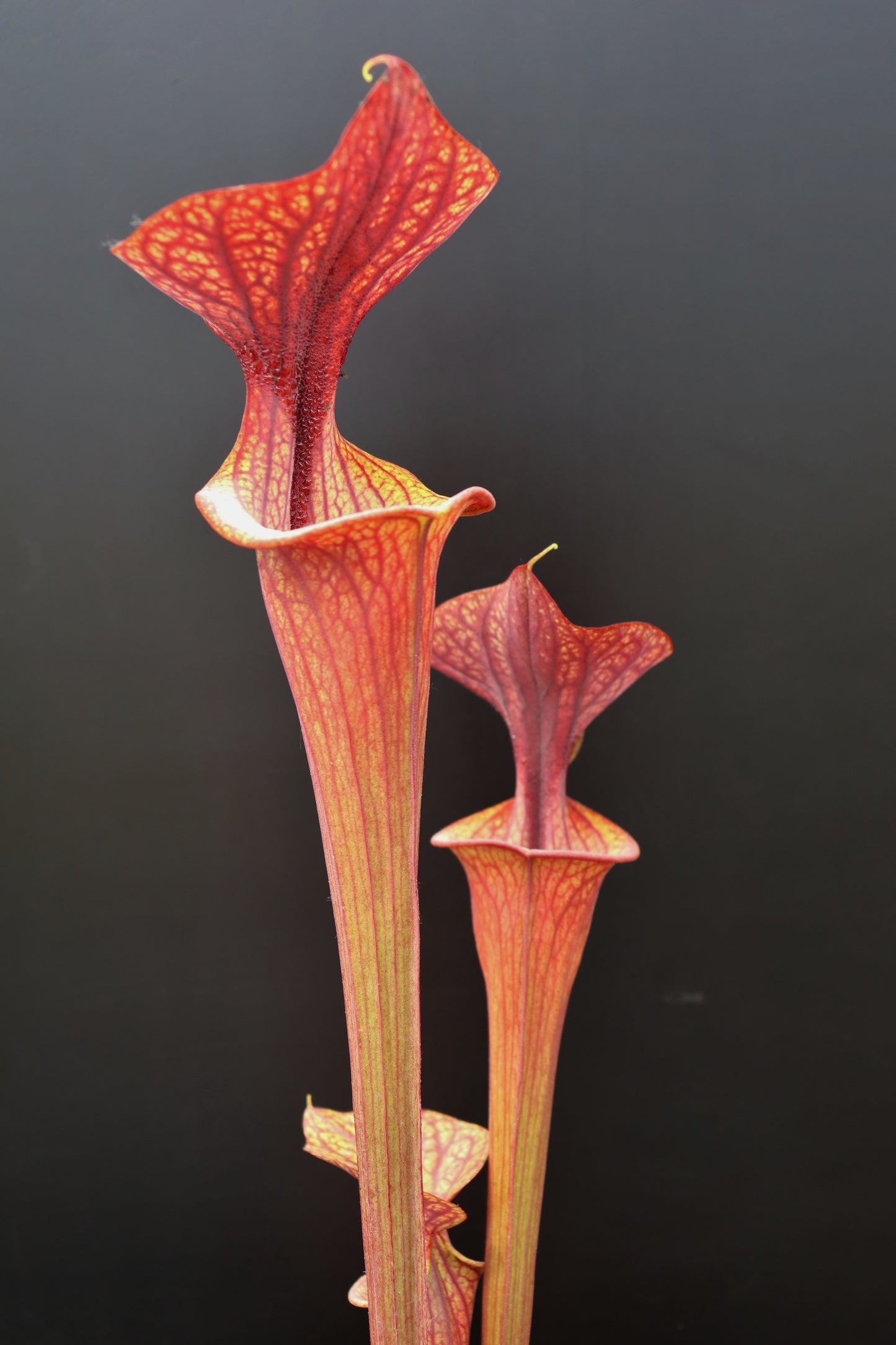 Sarracenia flava var. ornata  Heavy Veined F47 MK