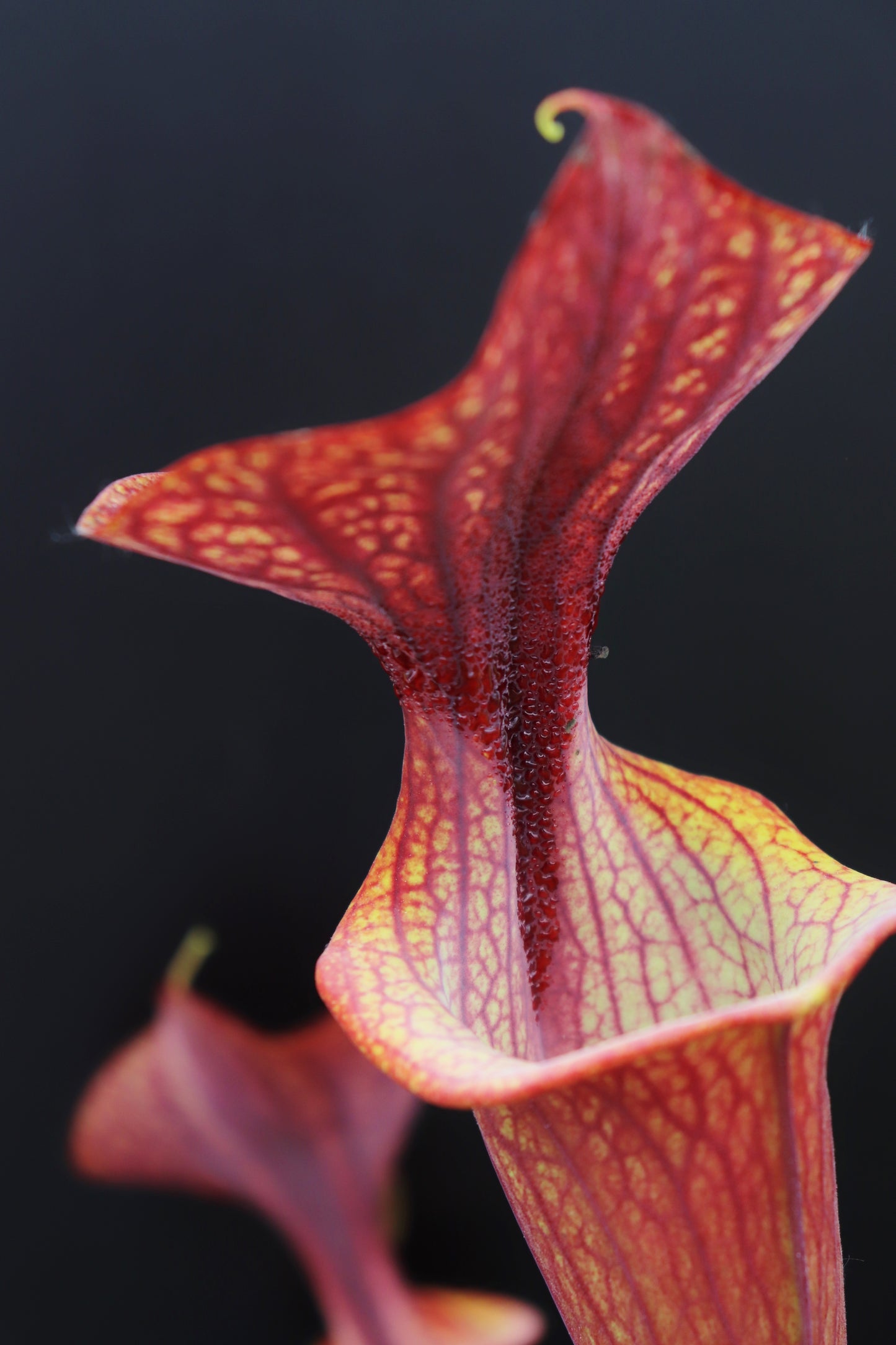 Sarracenia flava var. ornata  Heavy Veined F47 MK